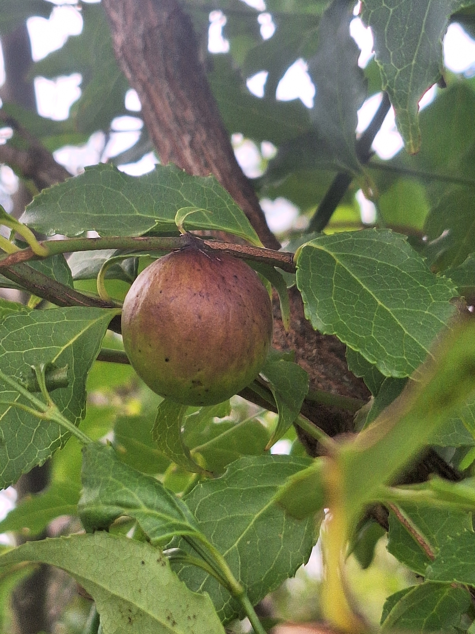 Imagem de Halleria lucida