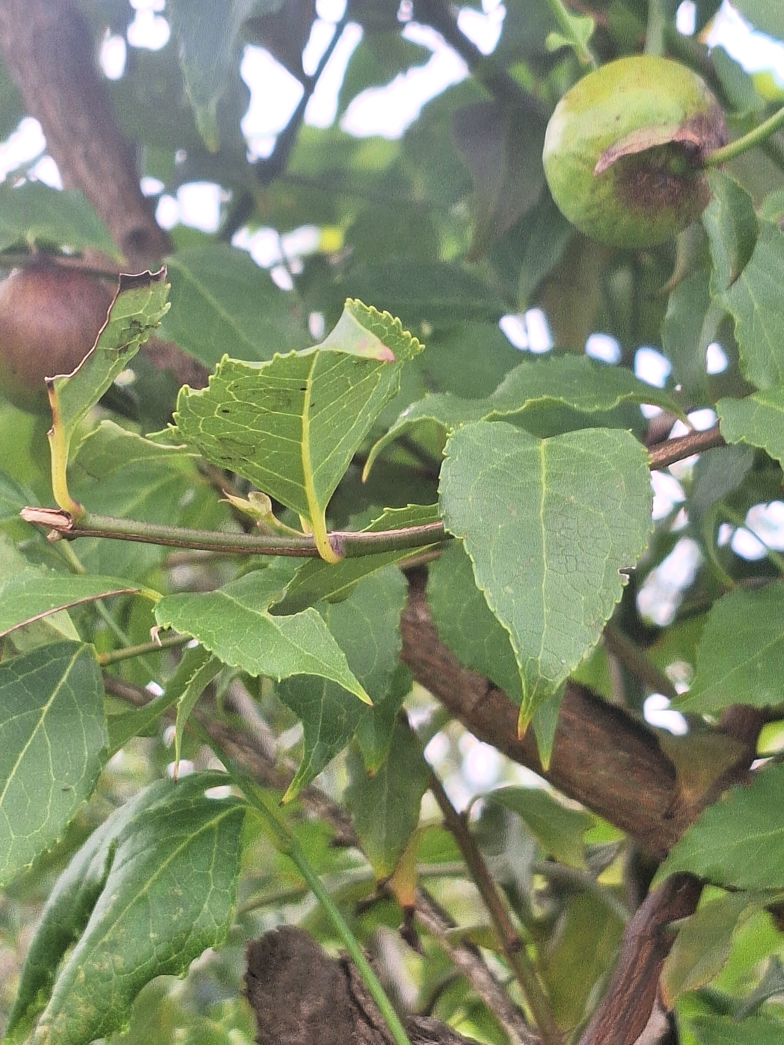 Imagem de Halleria lucida