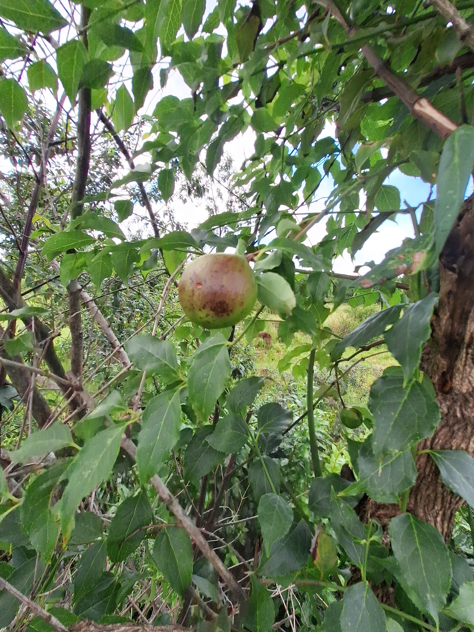 Imagem de Halleria lucida