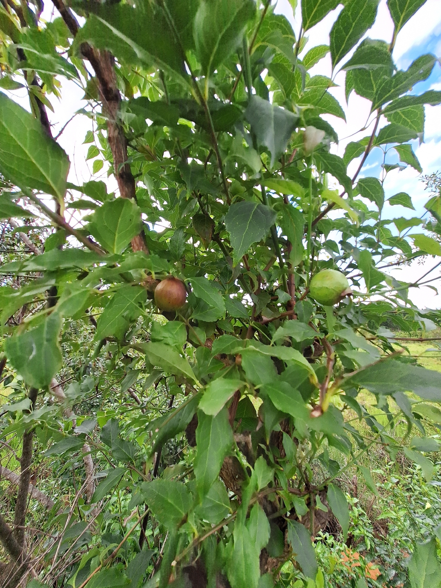 Imagem de Halleria lucida