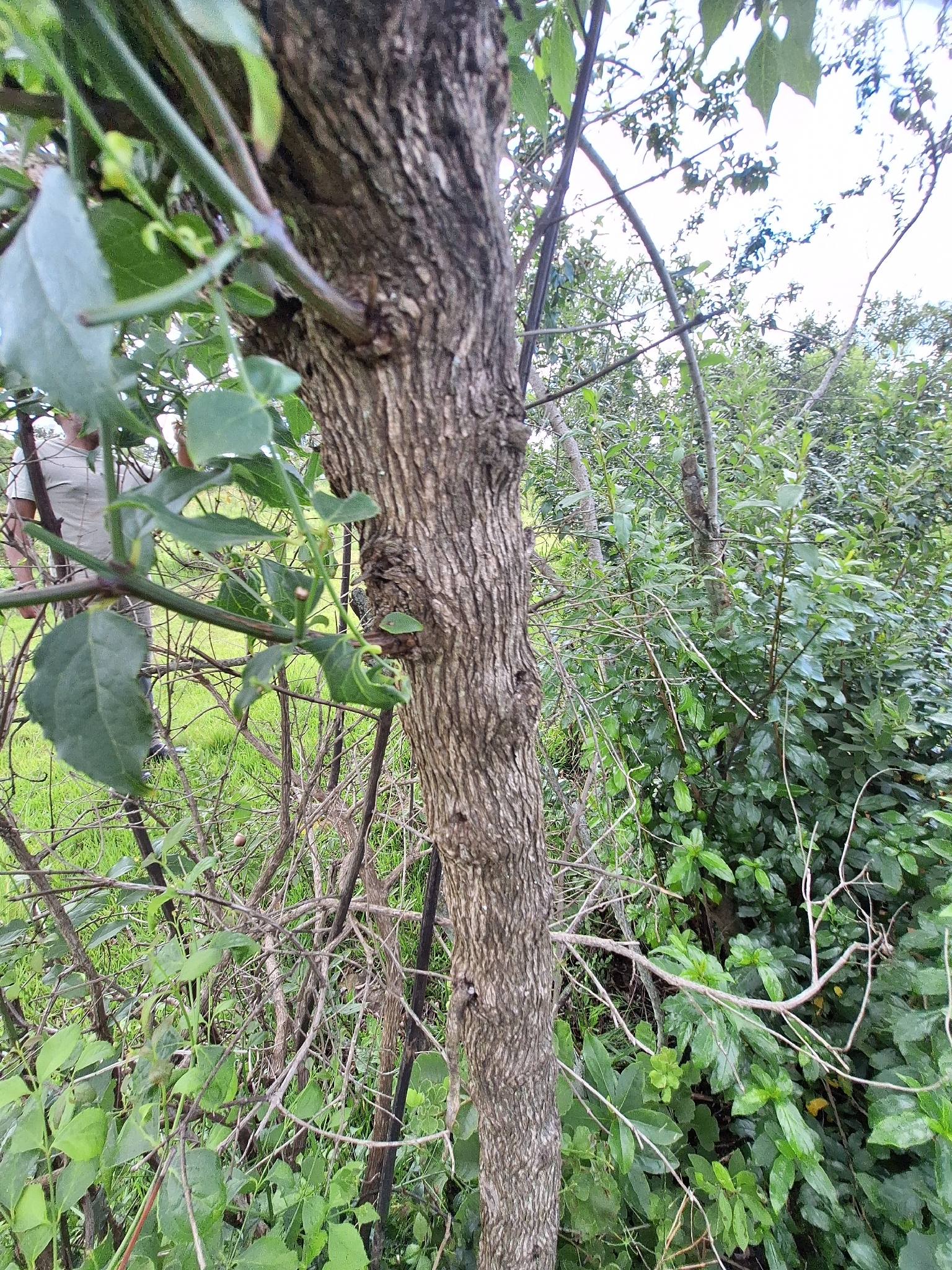Imagem de Halleria lucida