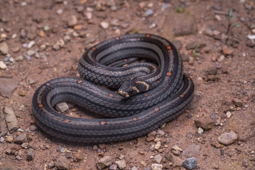 Lacroix Kukri Snake
