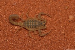 Hottentotta arenaceus