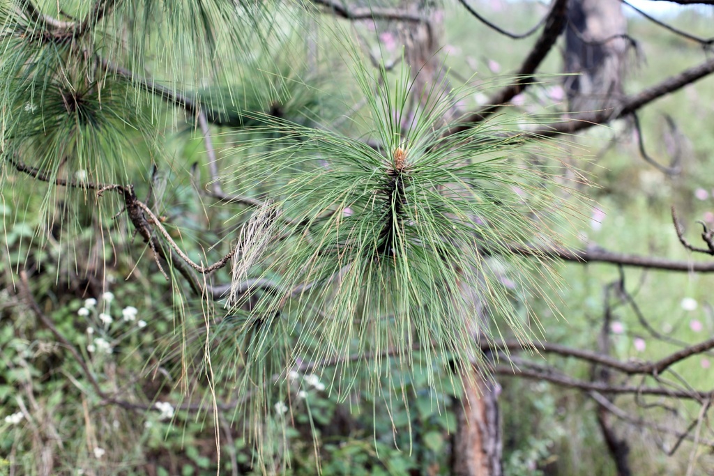 Pinus roxburghii; photograph (c) Dr. Alexey Yakovlev, some rights reserved (CC BY)