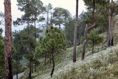 (c) Dr. Alexey Yakovlev, some rights reserved (CC BY) Pinus roxburghii, photograph (c) Dr. Alexey Yakovlev, some rights reserved (CC BY)