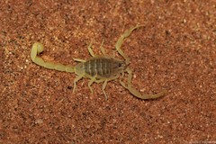 Hottentotta arenaceus