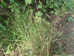 Juncus usitatus