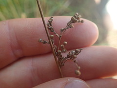 Juncus usitatus