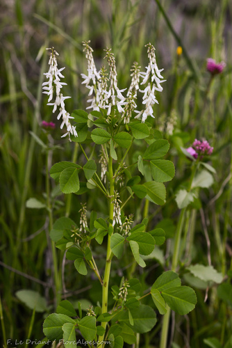 Melilotus speciosus