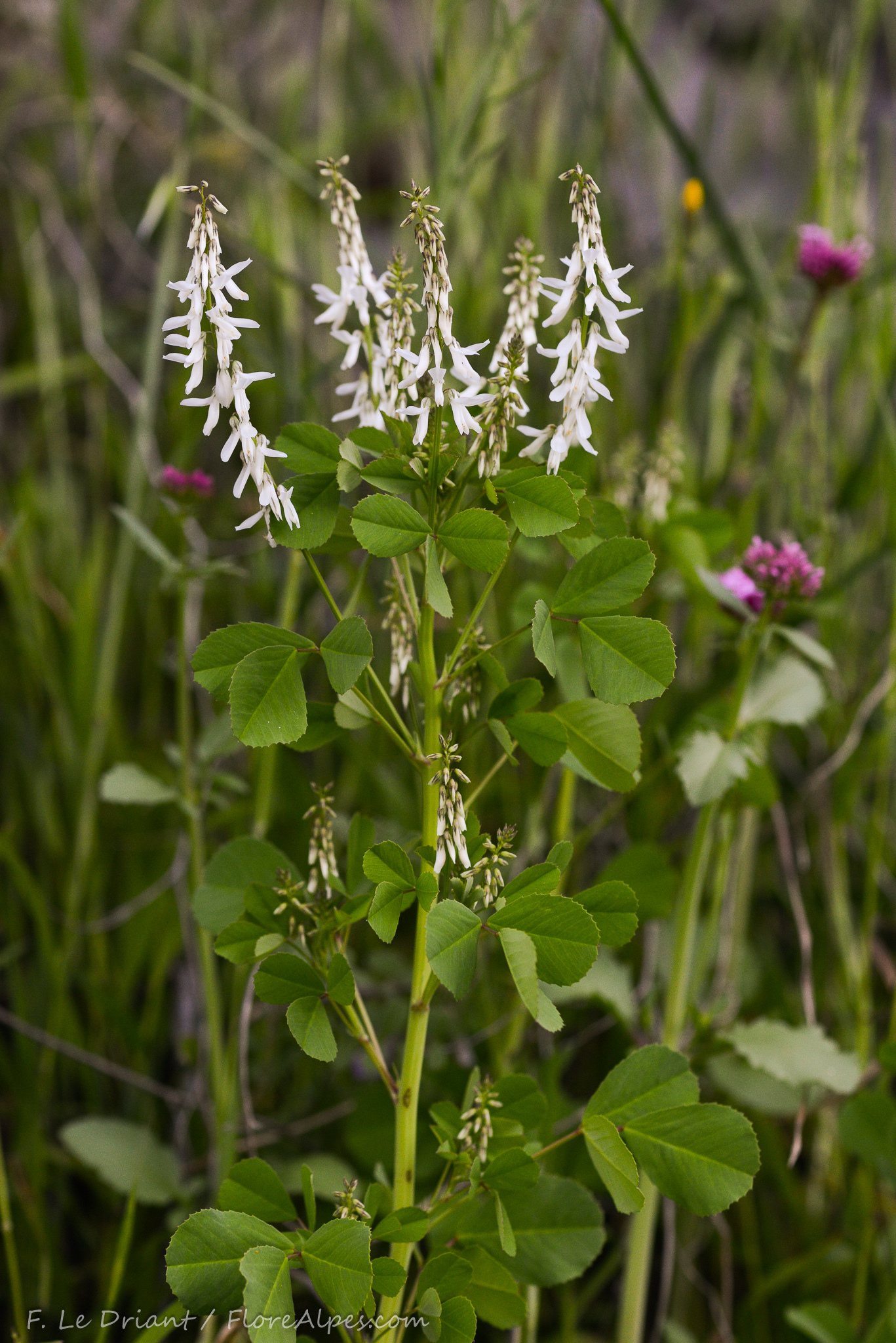 Melilotus speciosus