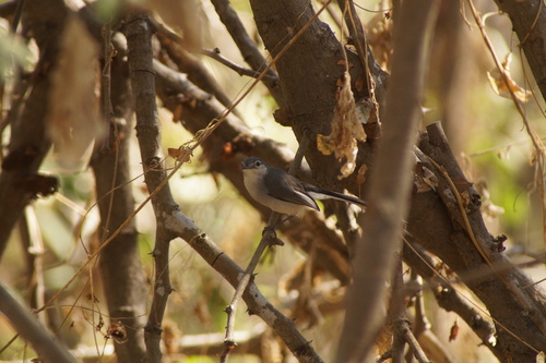 White-lored Gnatcatcher (Polioptila albiloris), photo 1