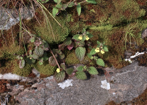 Lindenbergia muraria, photograph 6