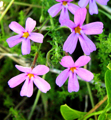 Jamesbrittenia microphylla