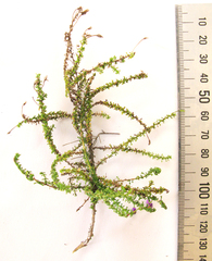 Jamesbrittenia microphylla