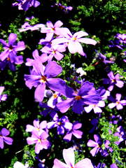 Jamesbrittenia microphylla