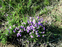 Jamesbrittenia microphylla