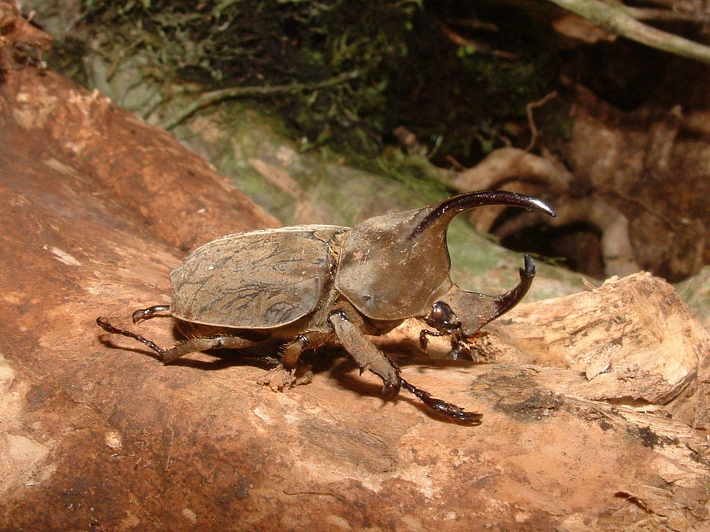 Spodistes mniszechi