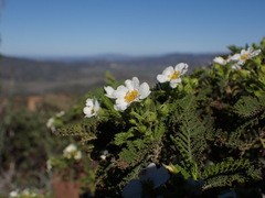 Chamaebatia australis