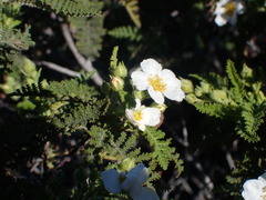 Chamaebatia australis