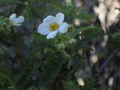 Chamaebatia australis