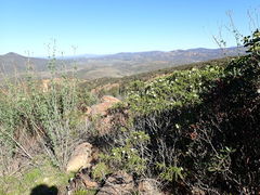 Chamaebatia australis