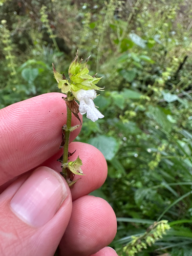Veracruzan Pine Forest Sage (Salvia pineticola)