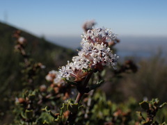 Ceanothus otayensis