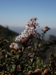 Ceanothus otayensis