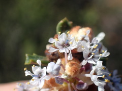 Ceanothus otayensis