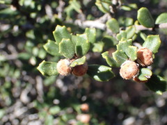 Ceanothus otayensis