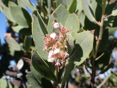 Arctostaphylos otayensis