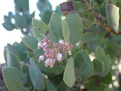 Arctostaphylos otayensis
