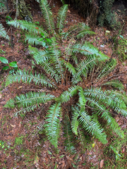 Plagiogyria pectinata