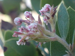 Arctostaphylos otayensis