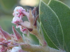 Arctostaphylos otayensis
