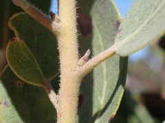 Arctostaphylos otayensis