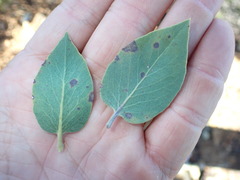 Arctostaphylos otayensis