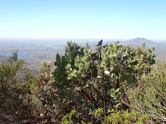 Arctostaphylos otayensis