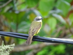 Myiozetetes granadensis