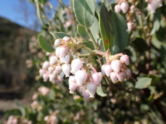 Arctostaphylos otayensis