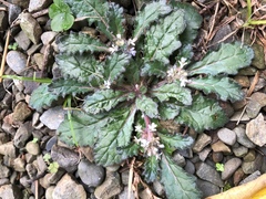 Ajuga taiwanensis