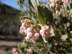 Arctostaphylos otayensis