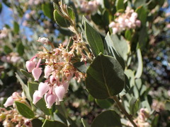 Arctostaphylos otayensis