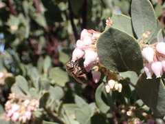 Arctostaphylos otayensis