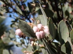 Arctostaphylos otayensis