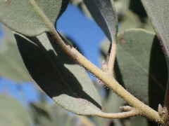 Arctostaphylos otayensis