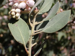 Arctostaphylos otayensis