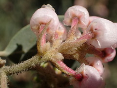 Arctostaphylos otayensis