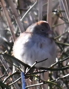 Field Sparrow (Spizella pusilla), photo 9