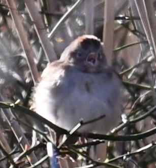 Field Sparrow (Spizella pusilla), photo 8